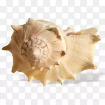 海贝壳共振海岸-透明拉帕纳