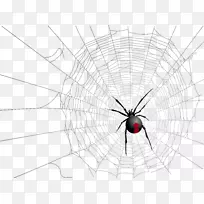 寡妇蜘蛛昆虫对称图案万圣节透明网和蜘蛛图片