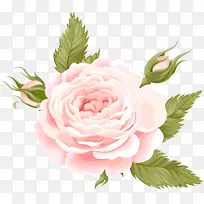 花园玫瑰、蜈蚣玫瑰、剪贴画-玫瑰装饰透明PNG图像