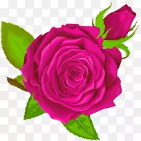 花园玫瑰、蜈蚣玫瑰、剪贴画-粉红色玫瑰装饰性PNG剪贴画图像