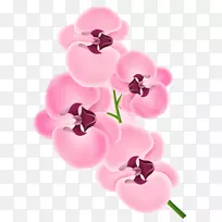 兰花剪贴画-粉红色兰花