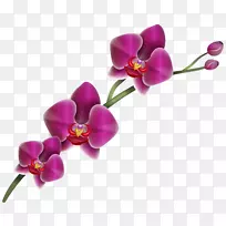 兰花剪贴画-紫色兰花剪贴画