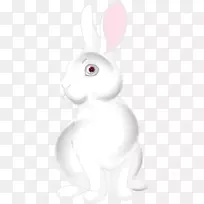 国内兔子复活节兔白兔卡通Png剪贴画