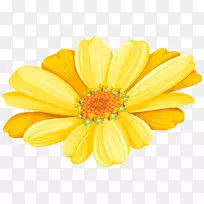 十字花科菊花金银花花期普通向日葵-黄色雏菊透明剪贴画形象