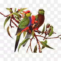 鸟类亚马逊鹦鹉剪贴画彩色鹦鹉