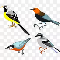 鸟类画片艺术-鸟类