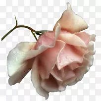 友谊剪贴画-美丽透明玫瑰花图片