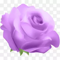 蓝色玫瑰剪贴画-装饰玫瑰紫色PNG剪贴画
