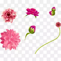 花卉图插画-不同状态的花