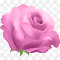蓝色玫瑰-玫瑰花粉色PNG剪贴画