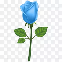花园玫瑰土坯插画艺术-蓝色装饰玫瑰PNG剪辑艺术形象