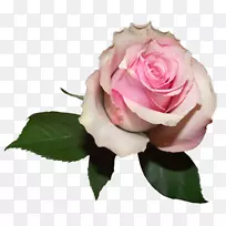 粉红色花园玫瑰花色-柔软透明玫瑰PNG图片