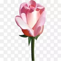 花园玫瑰剪贴画-粉红色玫瑰PNG剪贴画图片