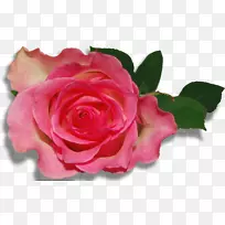 玫瑰剪贴画-大自然玫瑰花图片