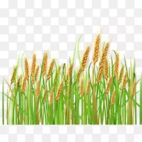 小麦麦穗大麦插花艺术-小麦穗部