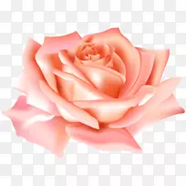 花园玫瑰插花艺术-桃子玫瑰花PNG剪贴画形象