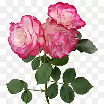 花园玫瑰，花蜈蚣，玫瑰花-玫瑰透明PNG图像