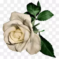 玫瑰白花剪贴画-白色彩绘玫瑰剪贴画