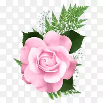 玫瑰粉色剪贴画-粉红色玫瑰PNG透明图片
