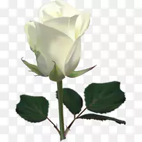 白玫瑰PNG图像，花白玫瑰PNG图片
