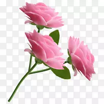 玫瑰粉红剪贴画-粉红色玫瑰透明PNG剪贴画