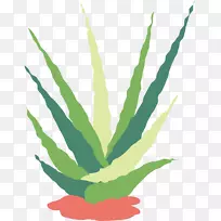 仙人掌科肉质植物平面设计水彩植物载体