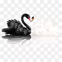 沉默的天鹅白天鹅黑颈天鹅喇叭手天鹅白天鹅和黑天鹅的心形部分