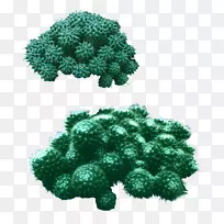 杨树丝状植物-耐旱植物模板下载