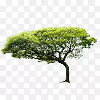 沿海管制区自然树木环境企业-树木
