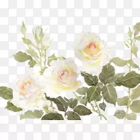 花园玫瑰、蜈蚣花、白花