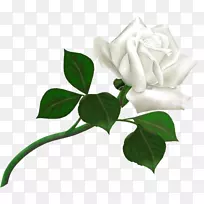 玫瑰白色剪贴画-白玫瑰PNG图像，花白玫瑰PNG图片