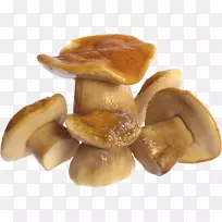 真菌蘑菇PNG图像