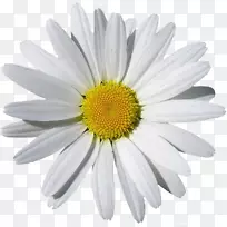 洋甘菊剪贴画-甘菊PNG图像，免费花卉图片