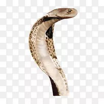 印度眼镜蛇动物-蛇PNG图片下载