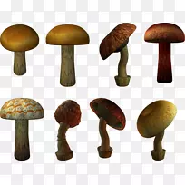 普通蘑菇-蘑菇PNG图像