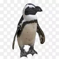 企鹅-企鹅png图像