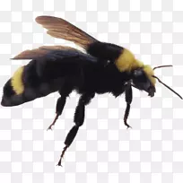 西方蜜蜂昆虫-蜜蜂图片