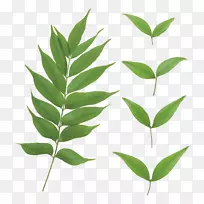 下载植物茎计划-绿叶PNG