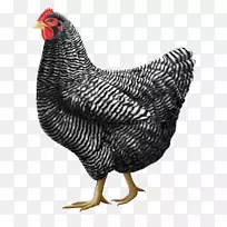 普利茅斯岩鸡罗德岛红球衣巨人奥平顿鸡科钦鸡-灰色鸡PNG图像