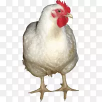 鸡声效应-白鸡PNG图像