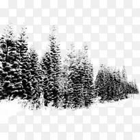 雪树-冬季景观雪树