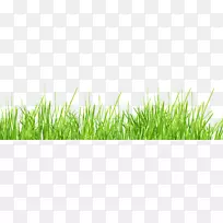 草坪砧木摄影-草PNG图像绿色图片