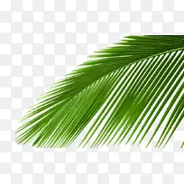 槟榔科苏铁叶树椰子树-椰子树照片