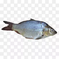 金鱼剪贴画-鱼PNG图像