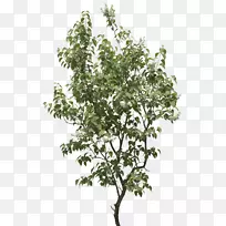 灌木丛剪贴画-树PNG图像