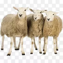 绵羊wiki计算机文件-绵羊png图像