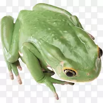 蛙绿蛙PNG图像