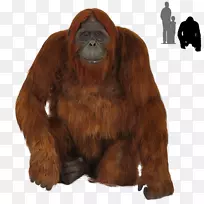 猩猩黑猩猩-猩猩PNG