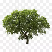 树橡木-树PNG图像