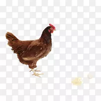 炸鸡肉食-鸡PNG形象